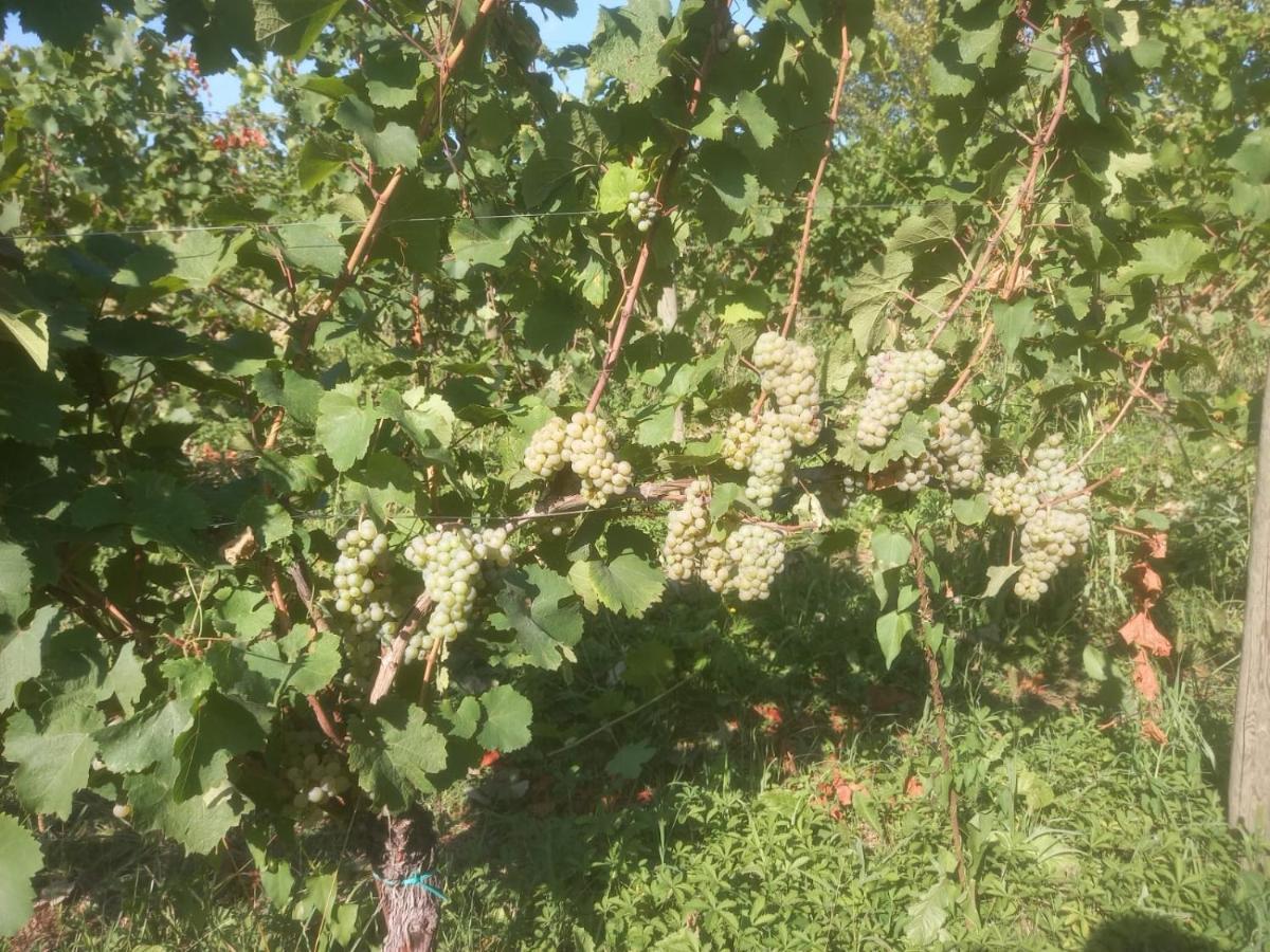 Agriturismo Fioralba Polpenazze del Garda Εξωτερικό φωτογραφία